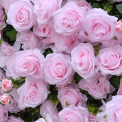 Detailed texture of soft pink and blush roses on the Daydream Blush pink flower wall, ideal for weddings and photo booths.