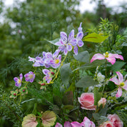 Zoomed view of Wild Pop arch—vivid flowers in blue, orange, and lavender.