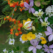 Wild Pop flower arch showing joyful, multicolor floral mix.