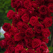 Close-up of Pulse arch—vibrant red roses with lifelike petals and rich texture.
