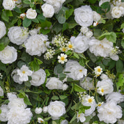 handcrafted white roses on greenery base