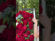 Lost Roses video – deep red rose flower wall for romantic events and proposals.