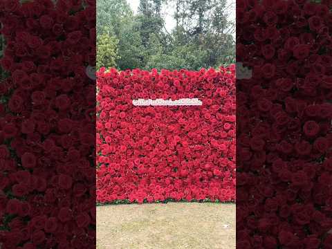Love Overload – Red Rose Flower Wall Backdrop for Weddings & Proposals