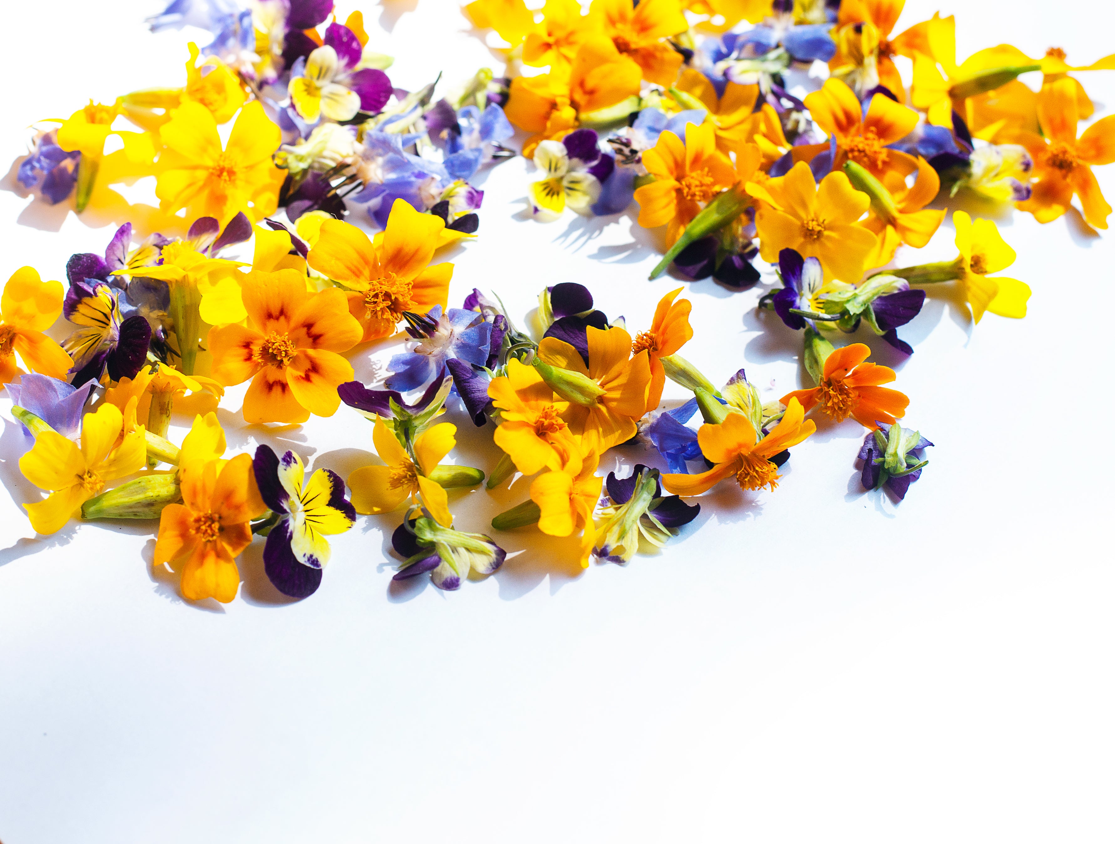 sporadic-flower-petals-on-white.jpg